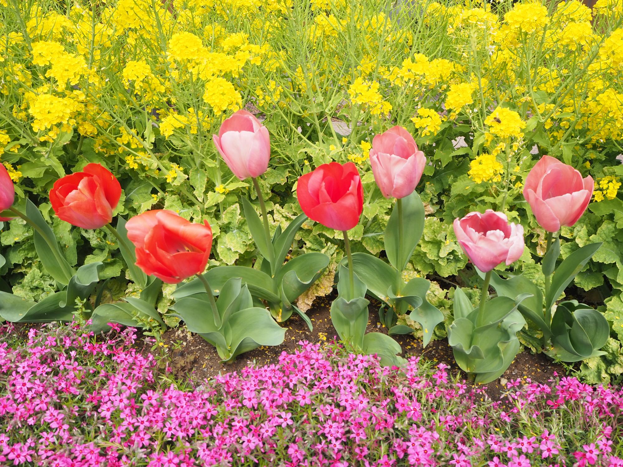 このはな館南花壇