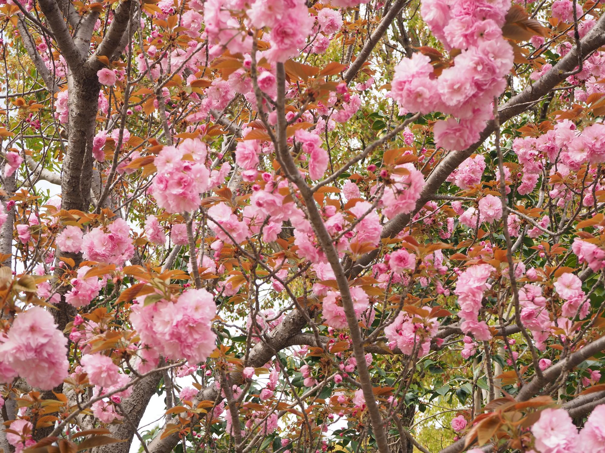 八重桜の写真