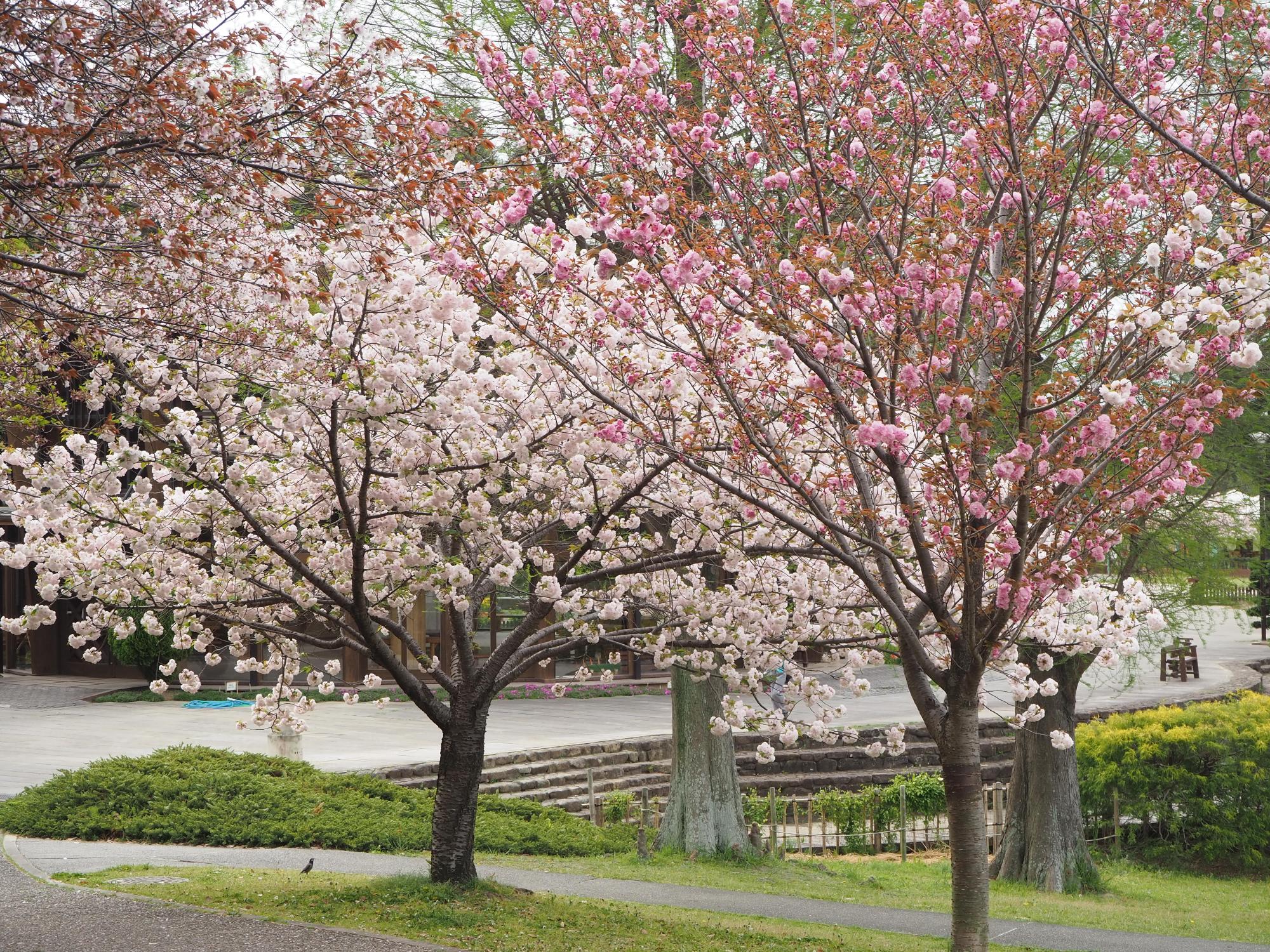 桜の写真