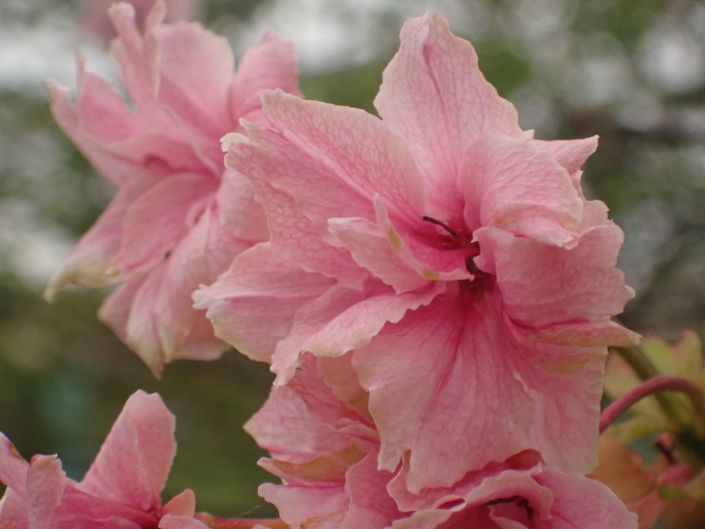 桜 ウコンの花の写真