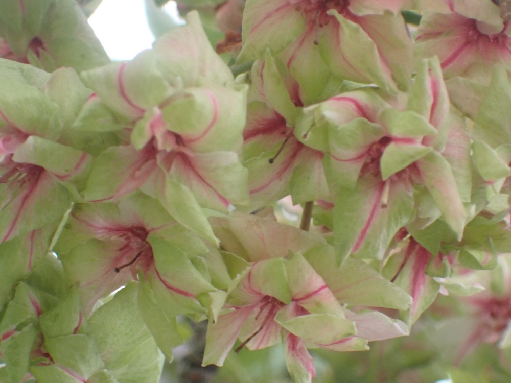 サクラ ギョイコウの花の写真