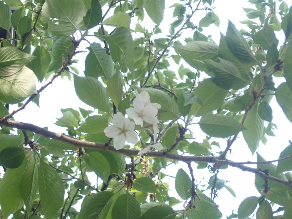 ソメイヨシノの花の写真