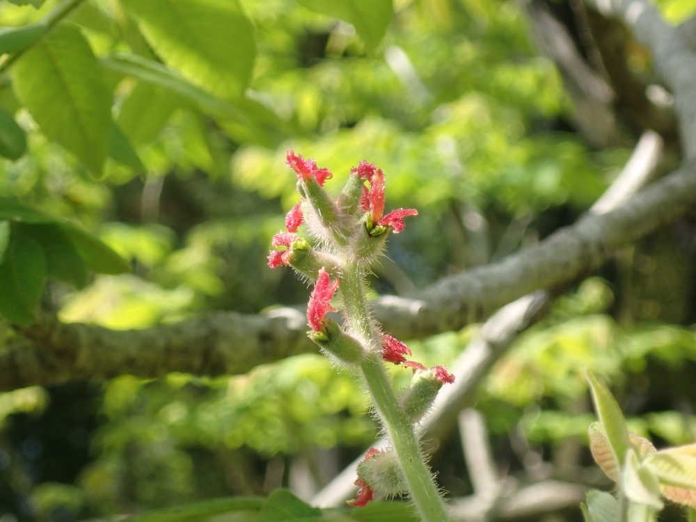 クルミの花の写真