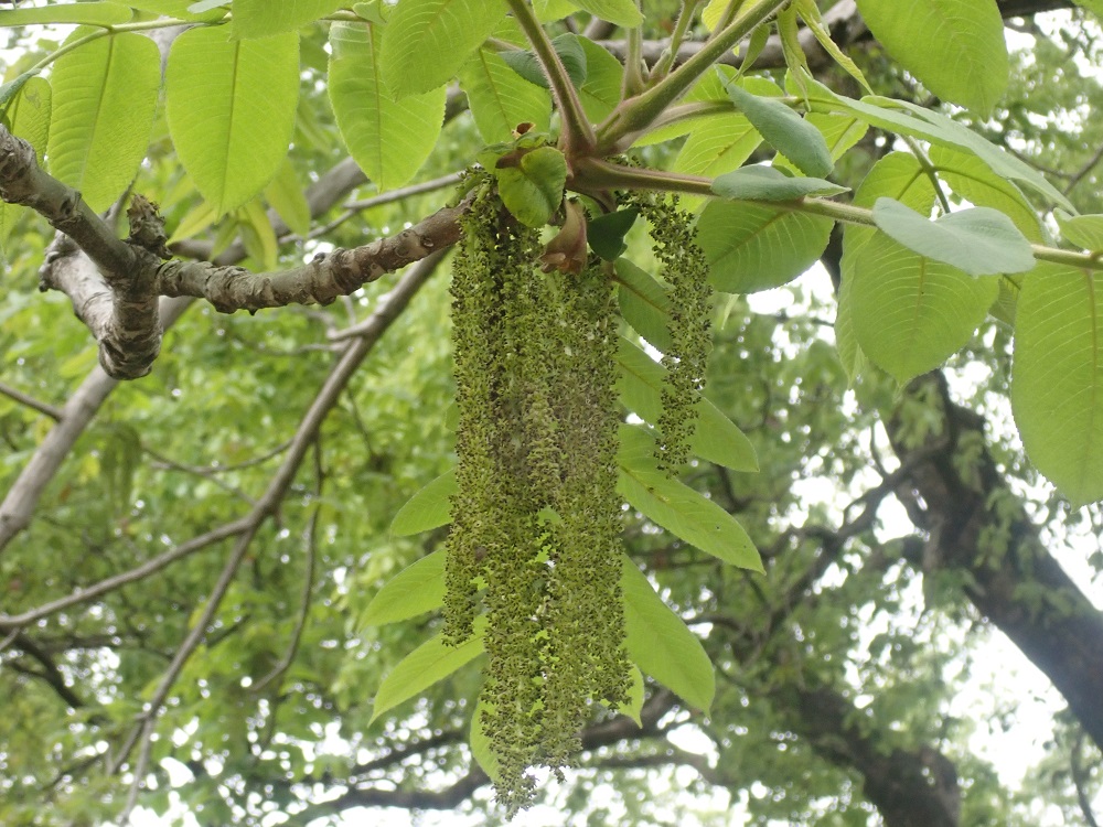 クルミの花の写真