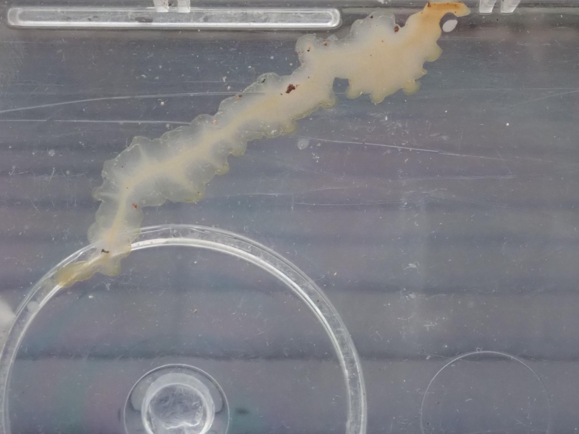 オナガミズアオの排泄物の写真