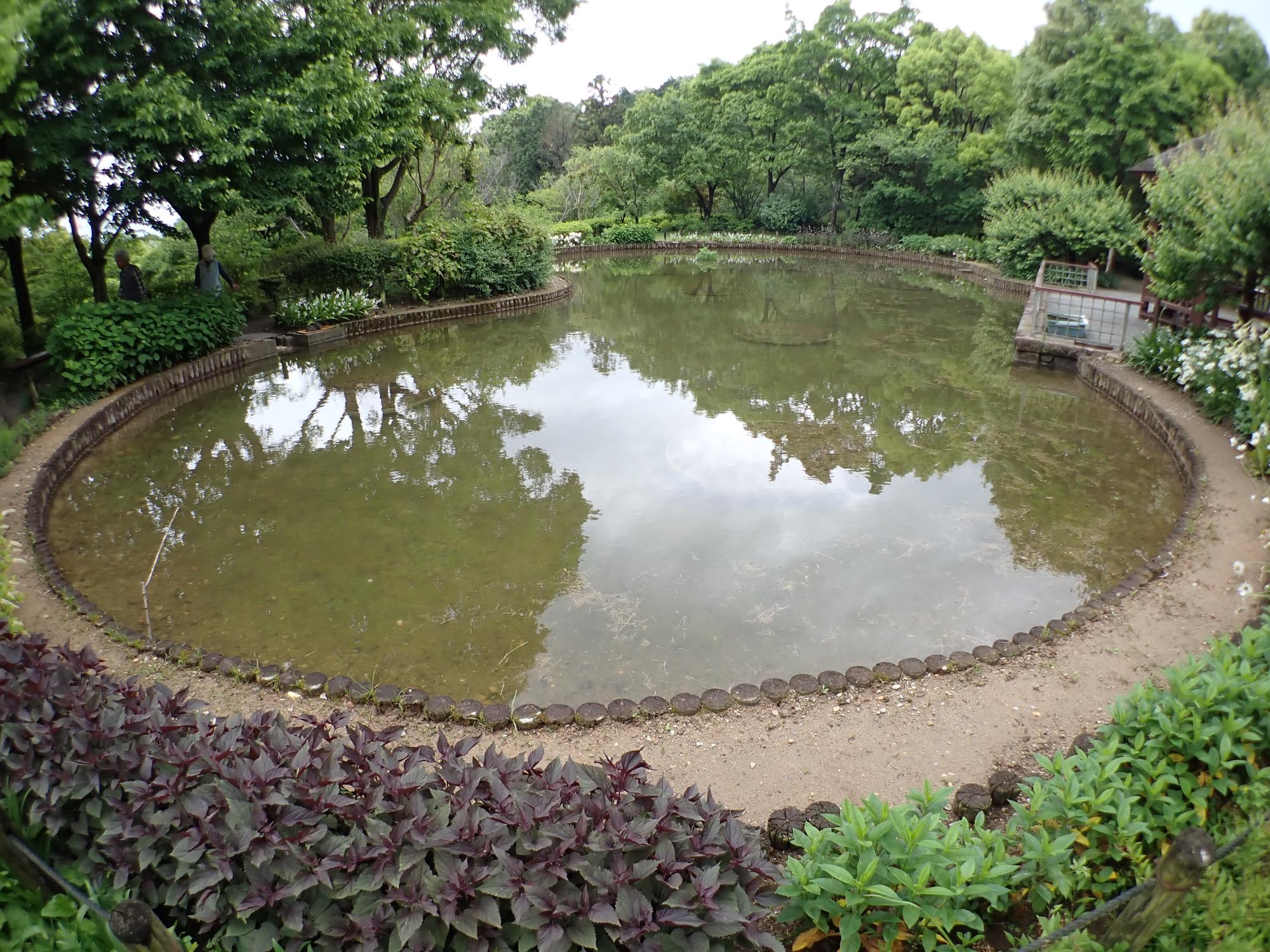 オニバス池の写真