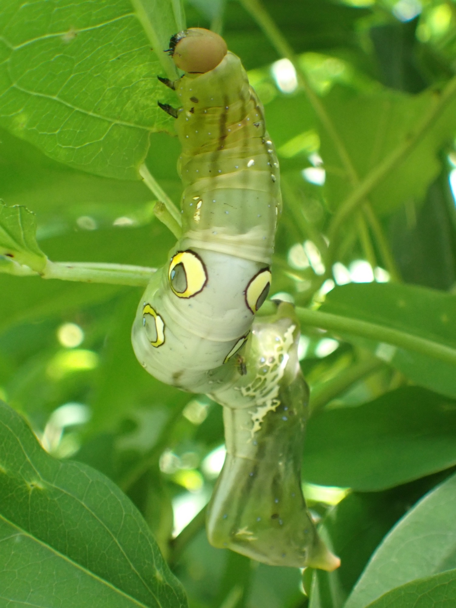 アケビコノハの幼虫の写真