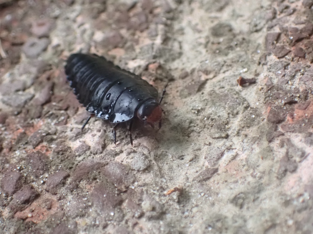 オオヒラタシデムシの幼虫の写真