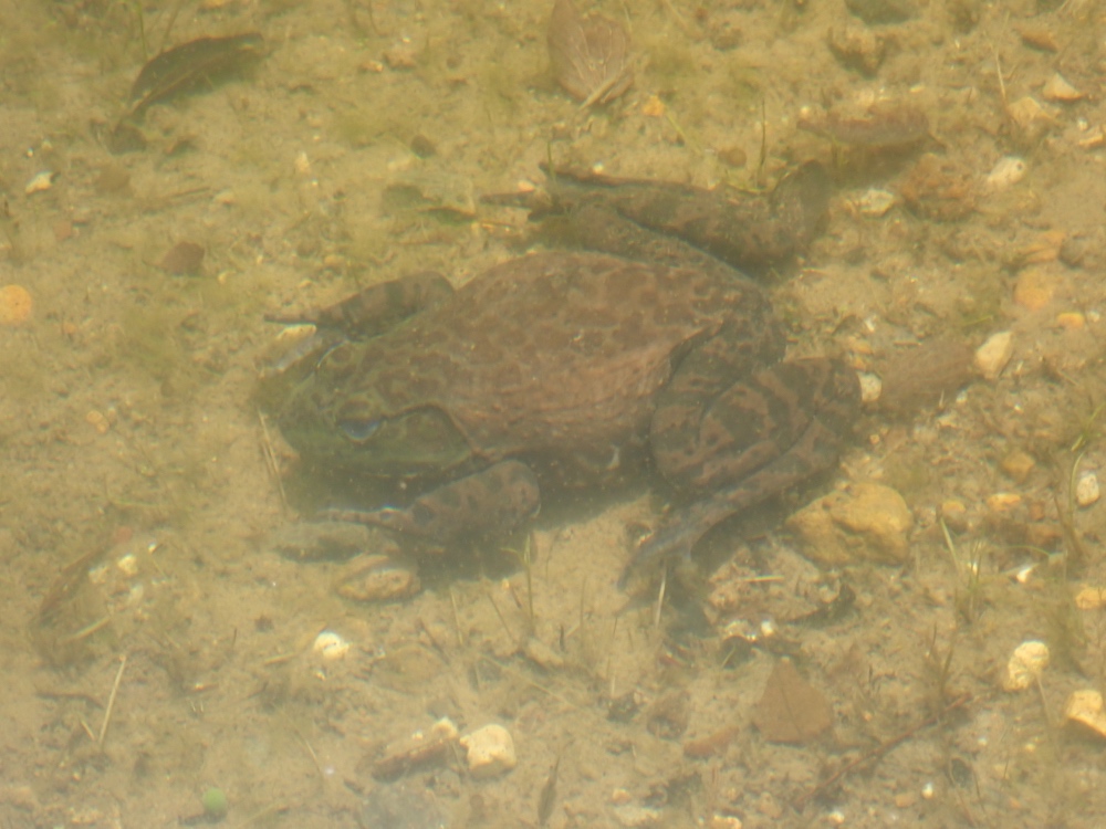 ウシガエルの写真