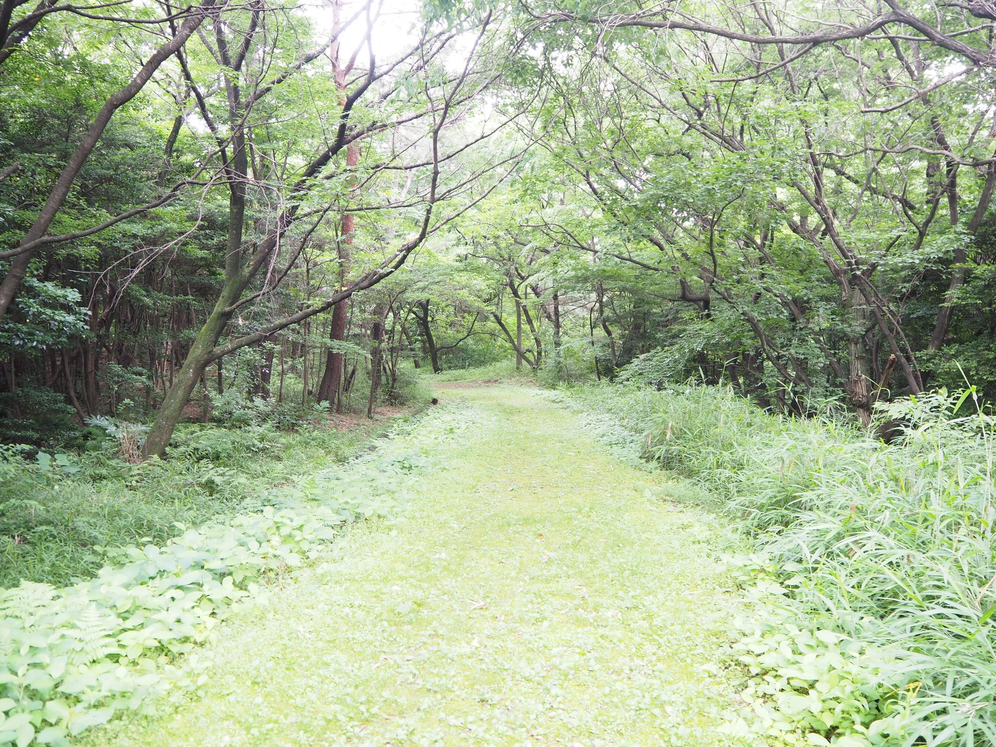 高根の森の写真