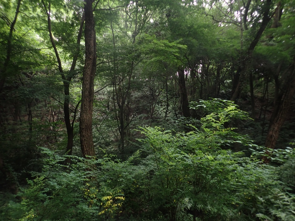 高根の森の写真