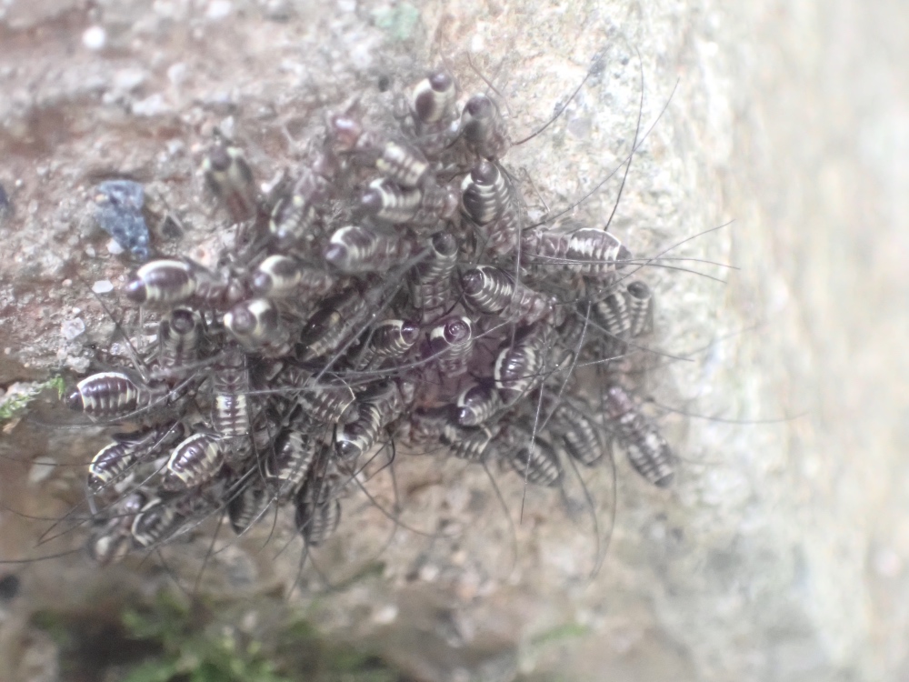 クロミャクチャタテの幼虫の写真