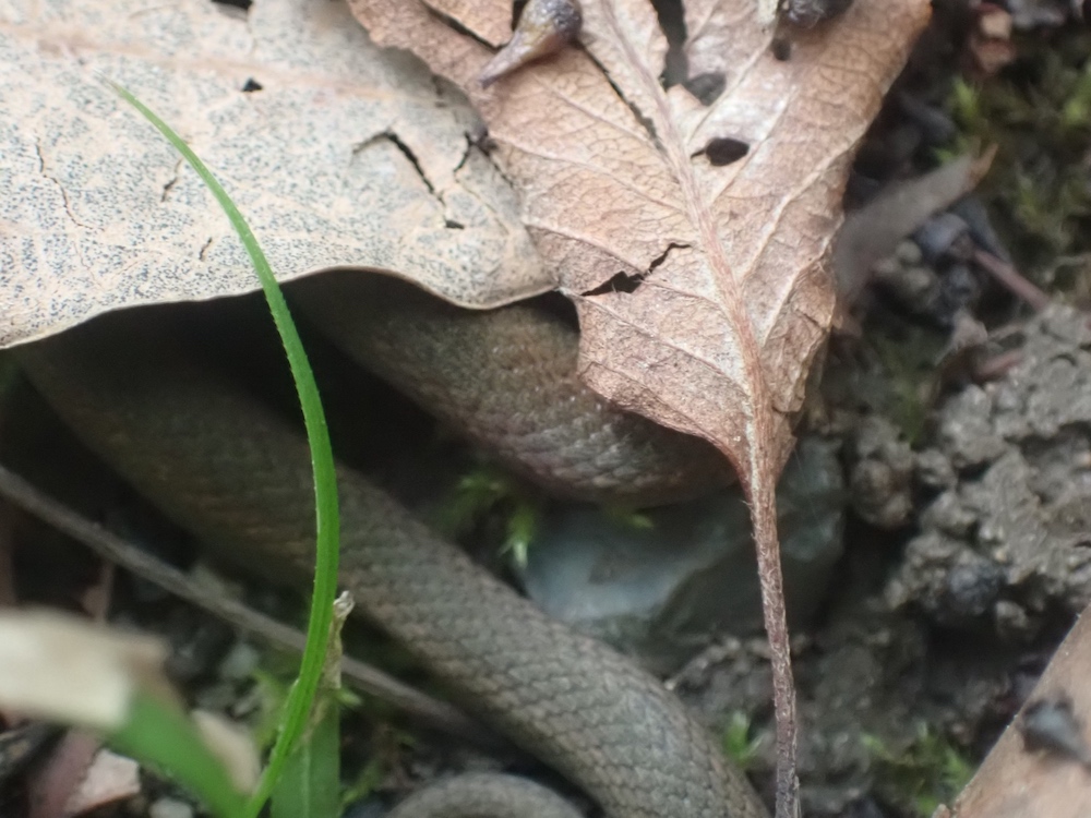 ヒバカリの写真