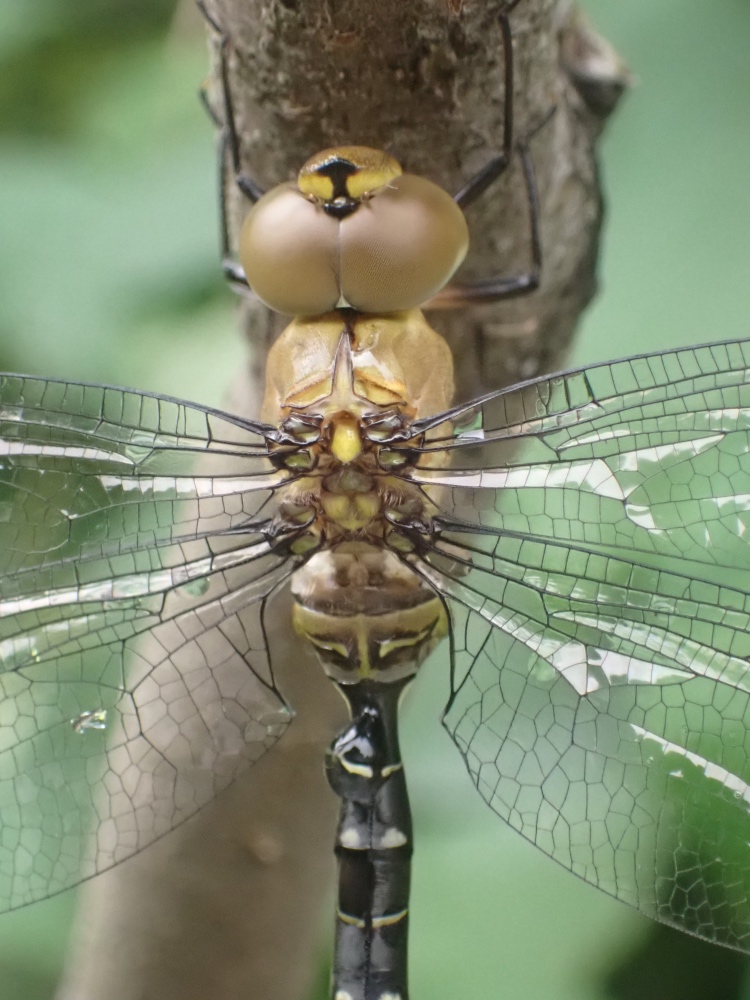 カトリヤンマの写真