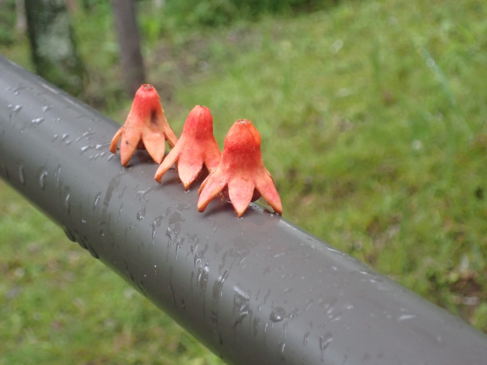 ザクロの写真