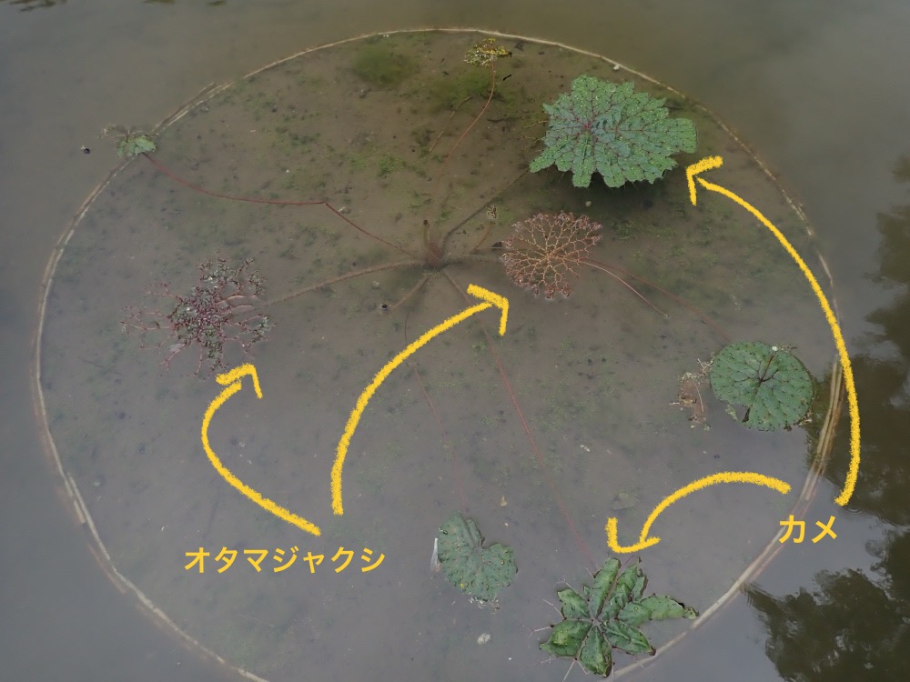 オニバスの写真