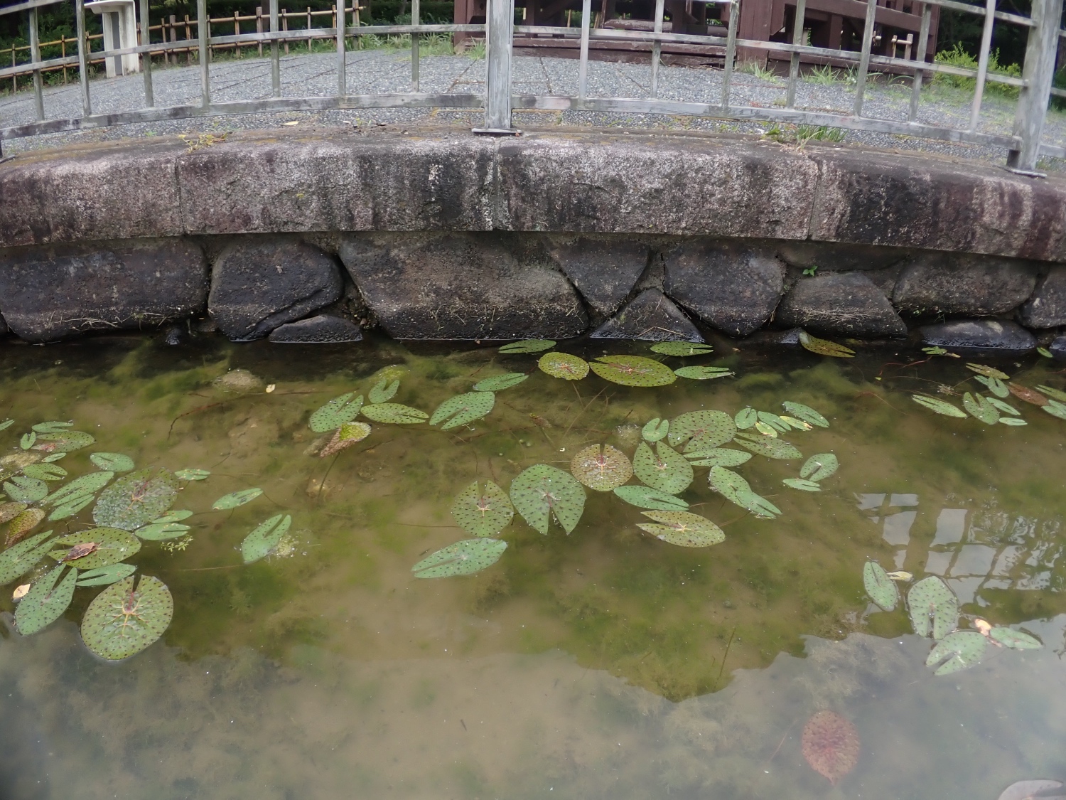 オニバス池の写真