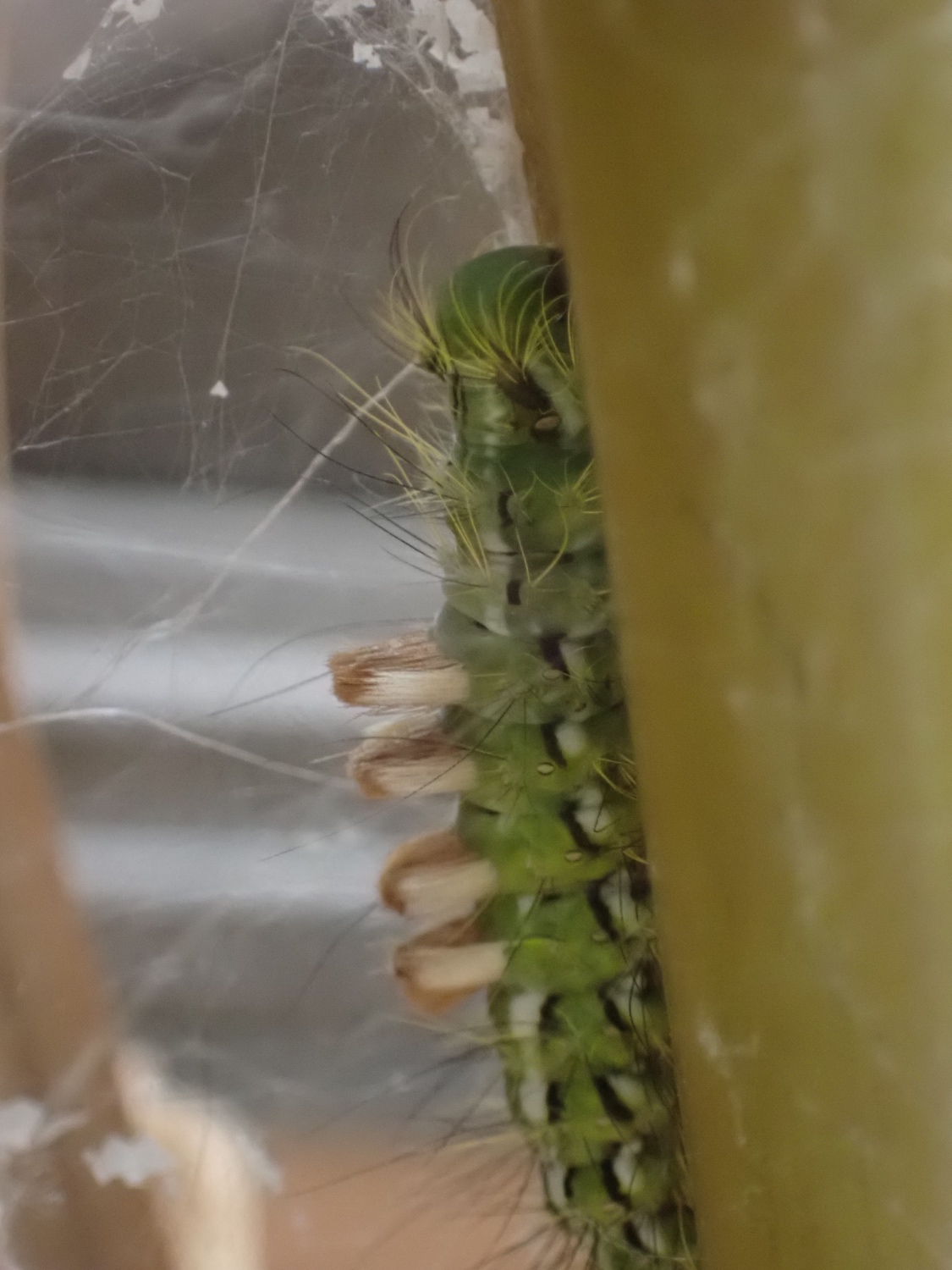 スギドクガの幼虫の写真