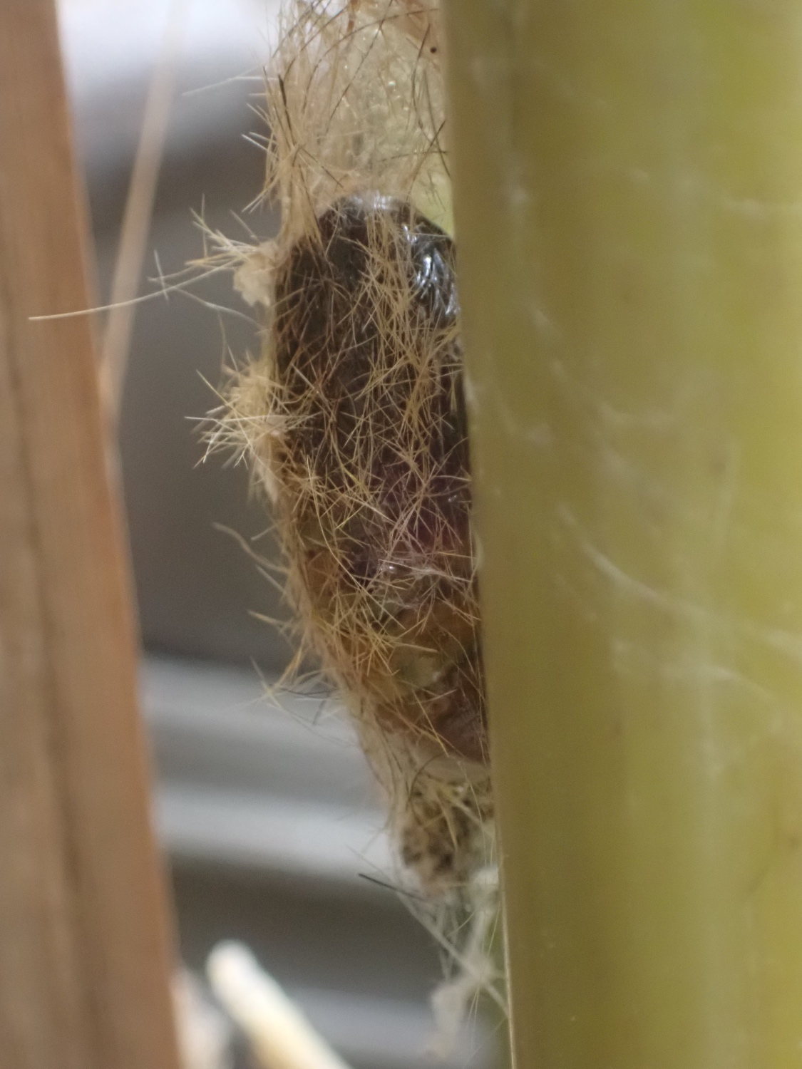 スギドクガの幼虫の写真