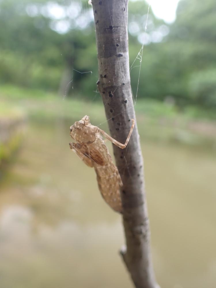 ヤゴの抜け殻の写真