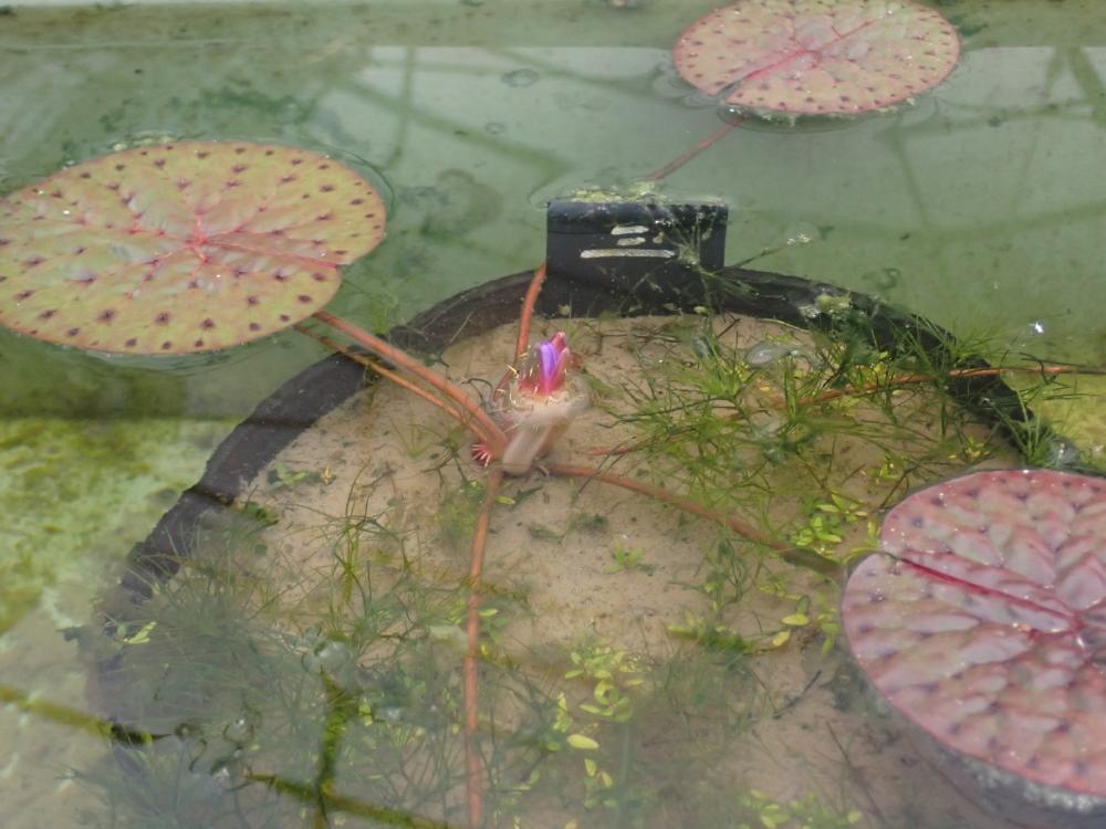 オニバスの花の写真