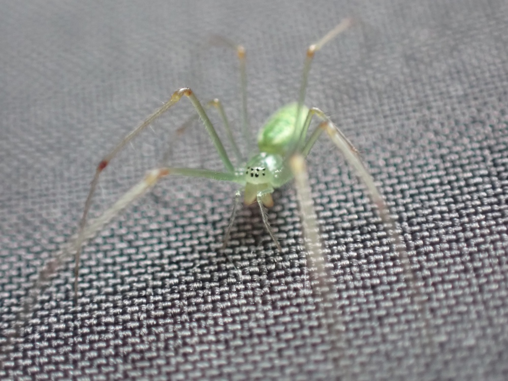 ウロコアシナガグモの写真