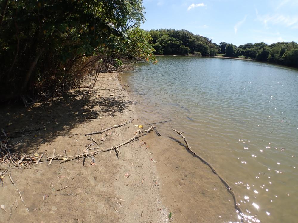飛山池の写真