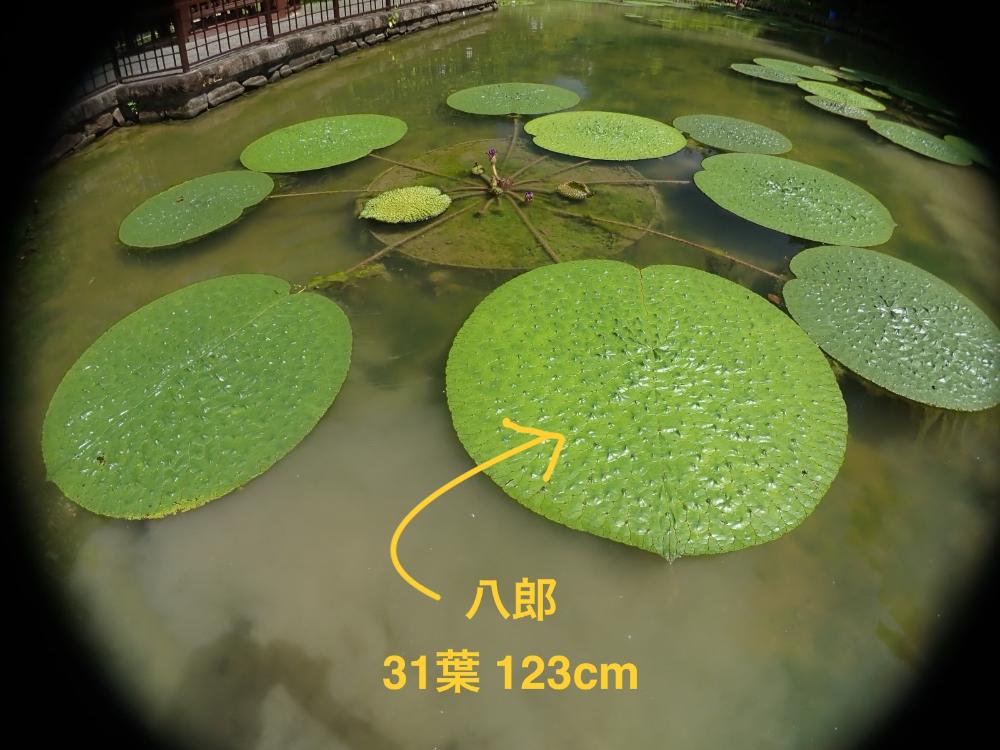 オニバスの写真