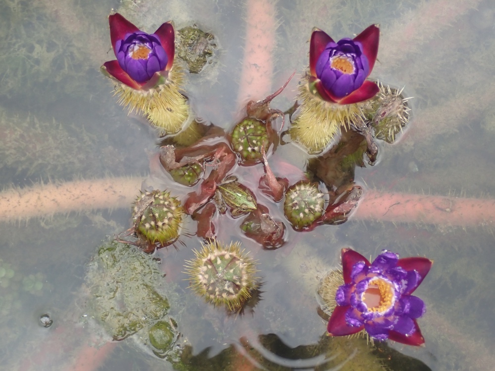 オニバスの花の写真
