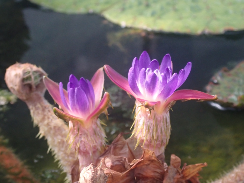 オニバスの花の写真