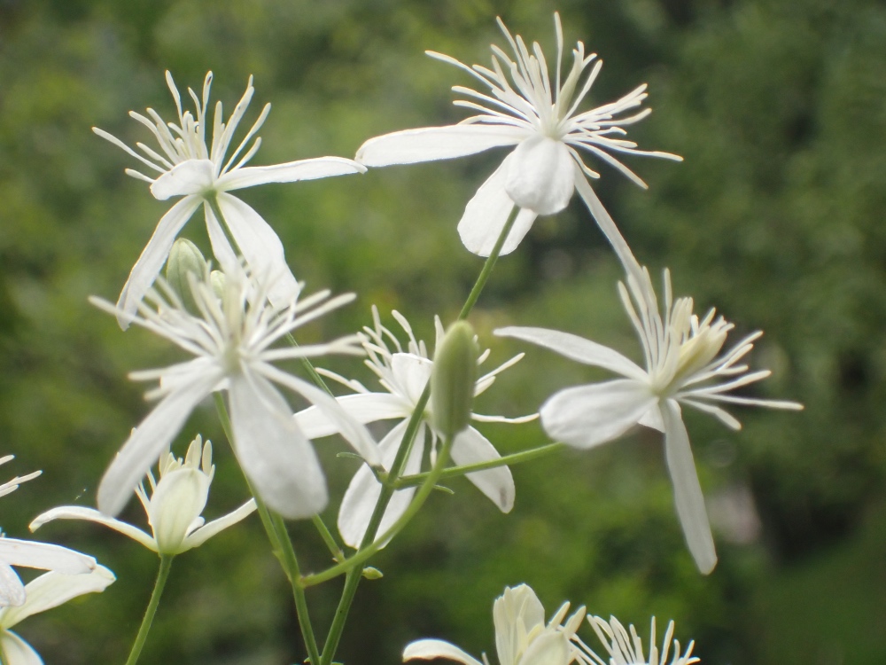 センニンソウの花の写真