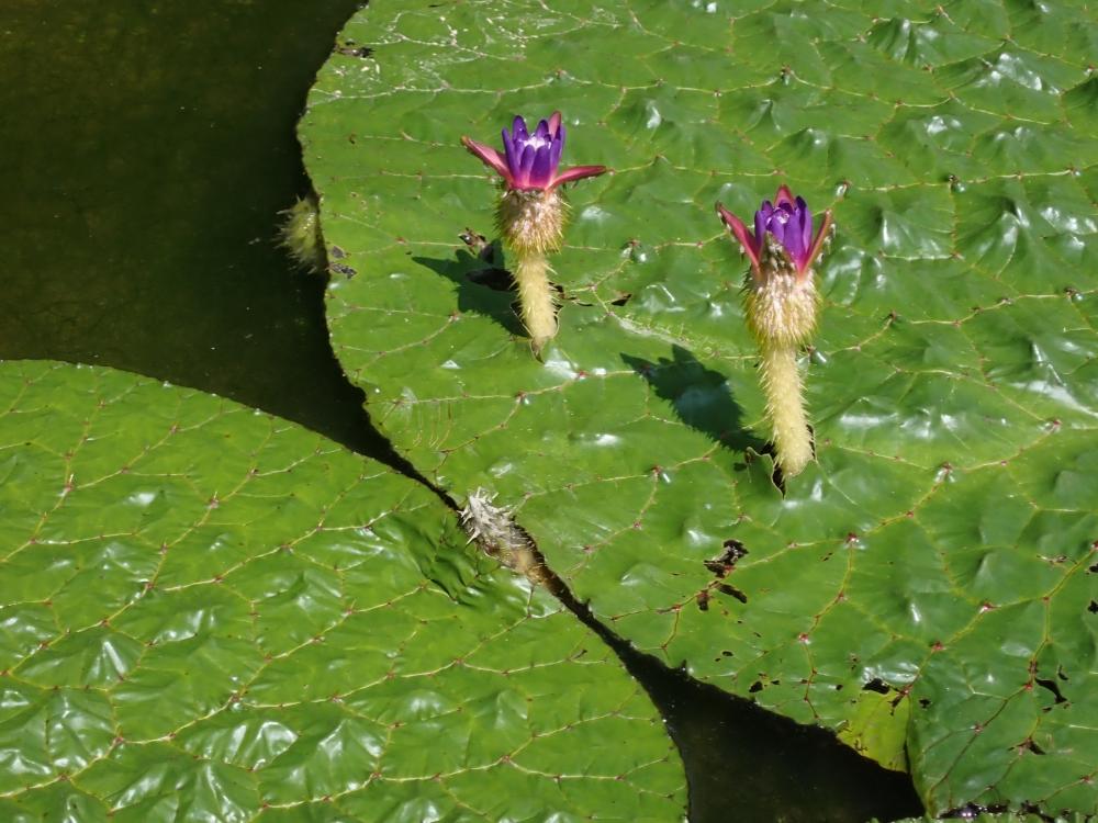 オニバスの花の写真