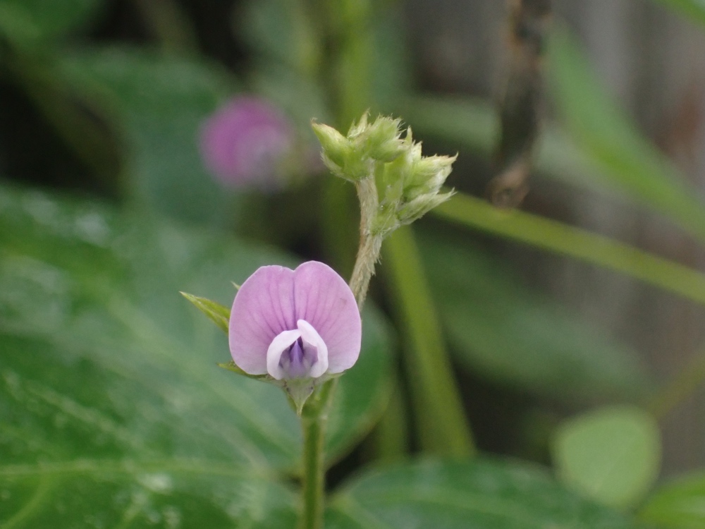 ツルマメの花の写真