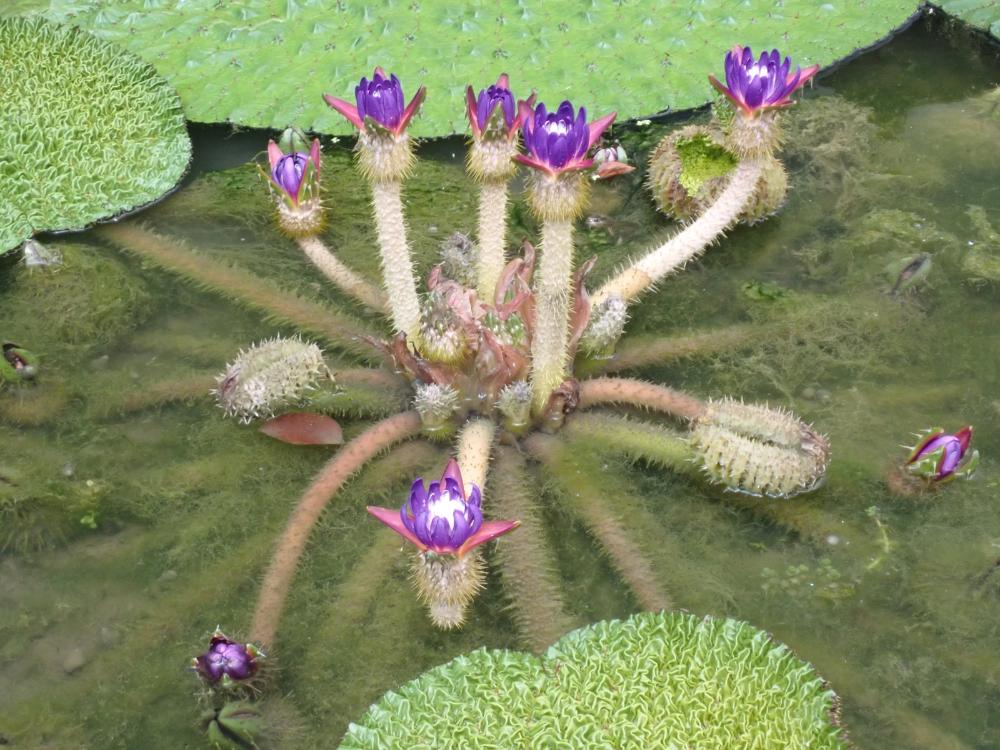 オニバスの花の写真
