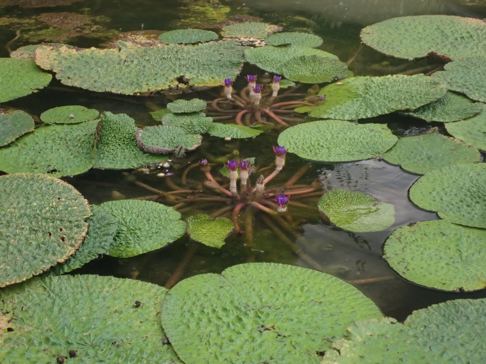 オニバスの花の写真