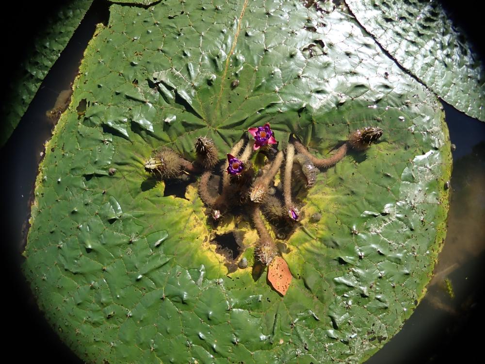 オニバスの写真