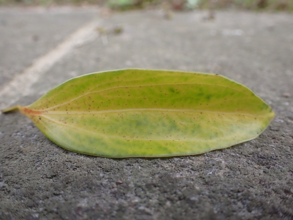 ニッケイの葉の写真