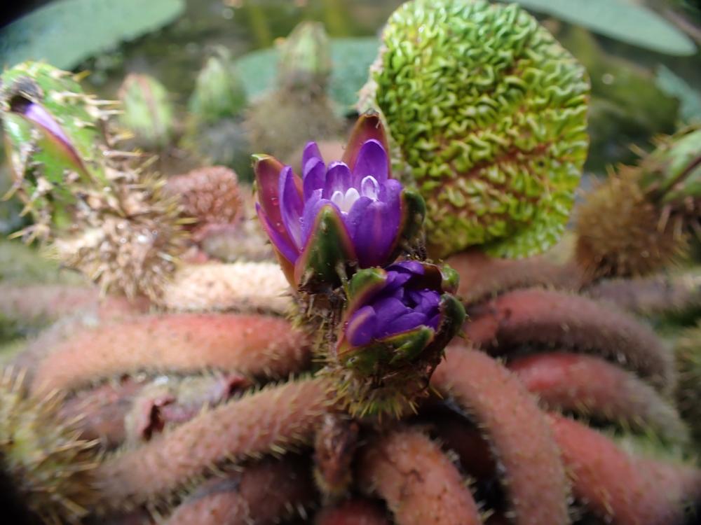 オニバスの花の写真