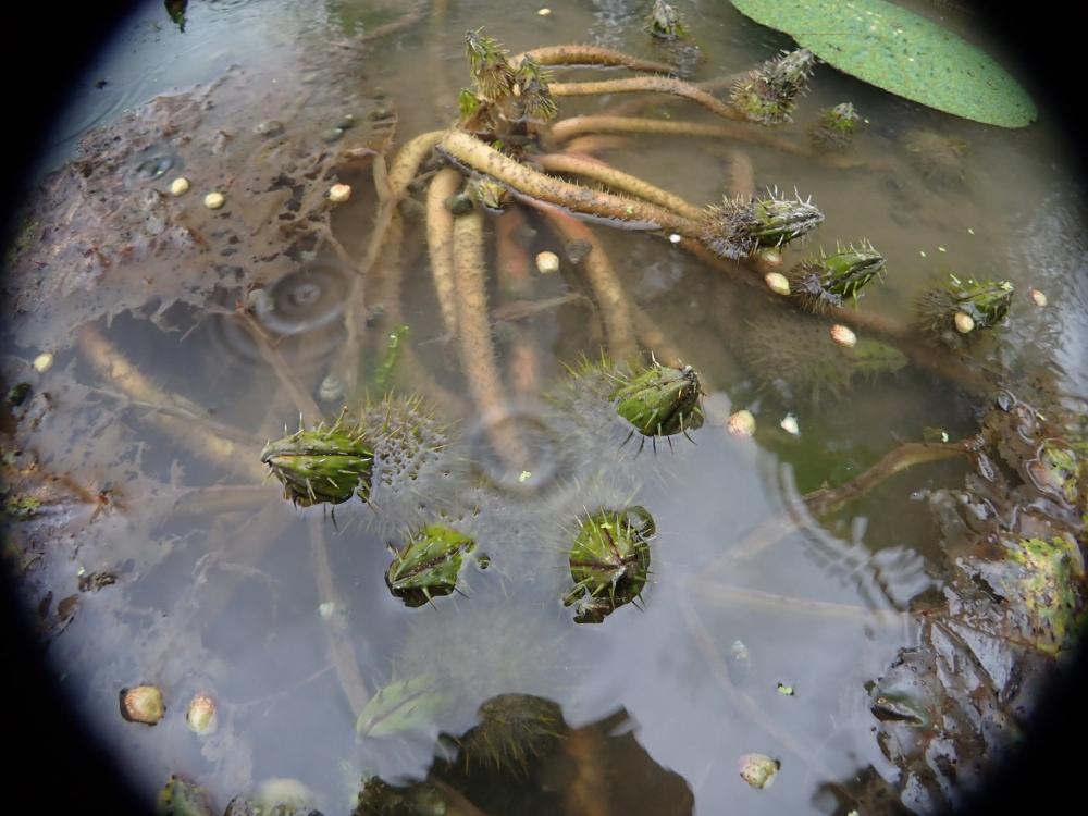オニバスの写真