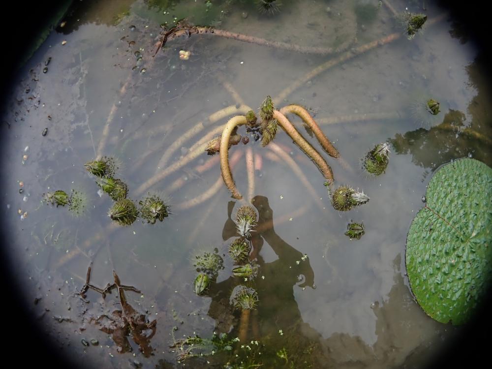 オニバスの写真