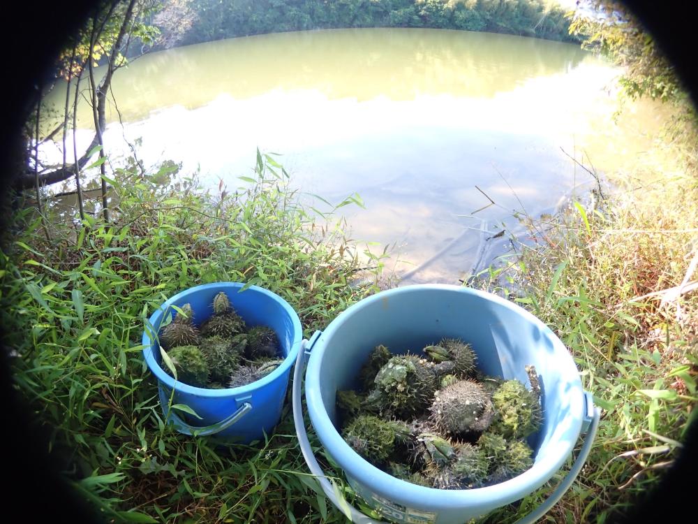 飛山池の写真
