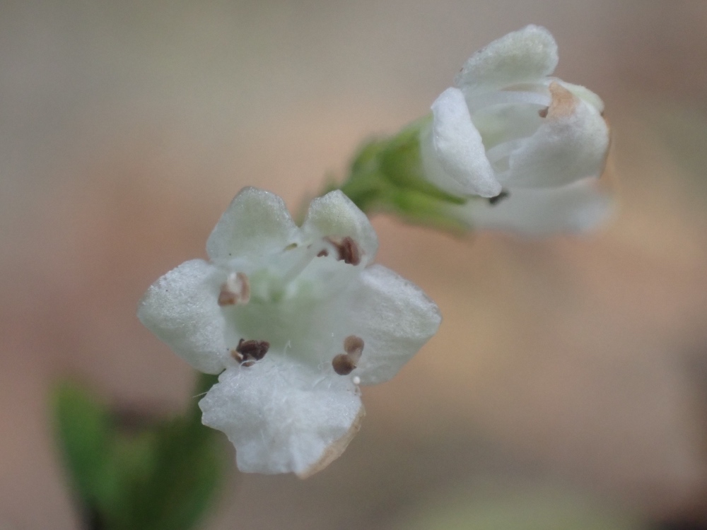 シモバシラの花の写真