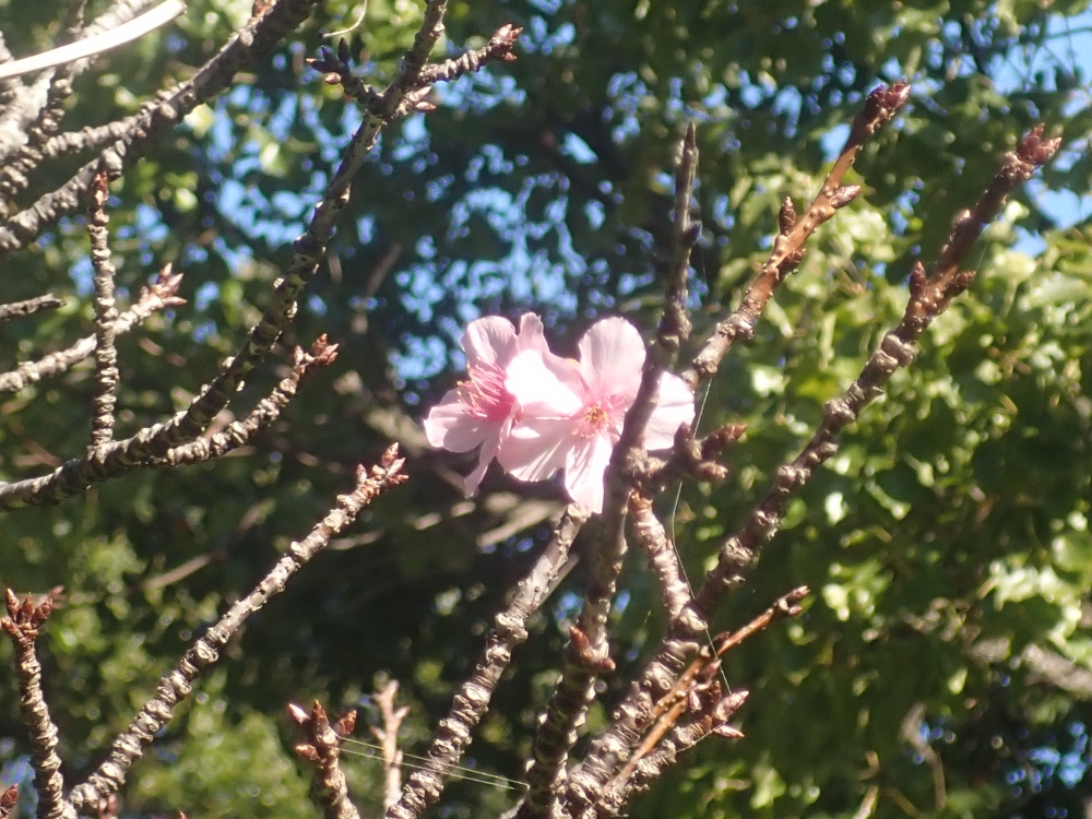 十月桜の花の写真