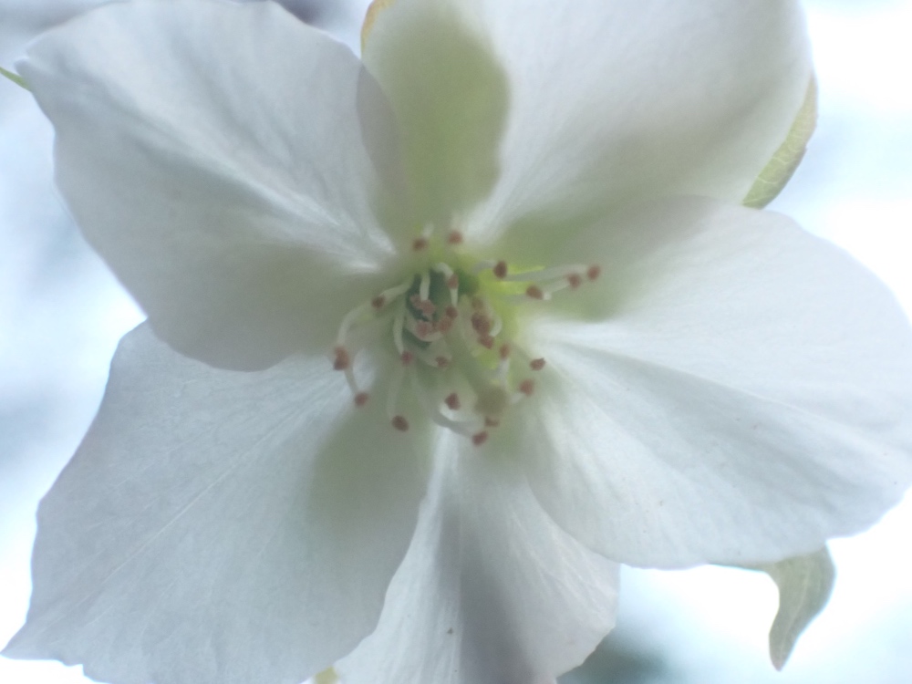 ヤマザクラの花の写真