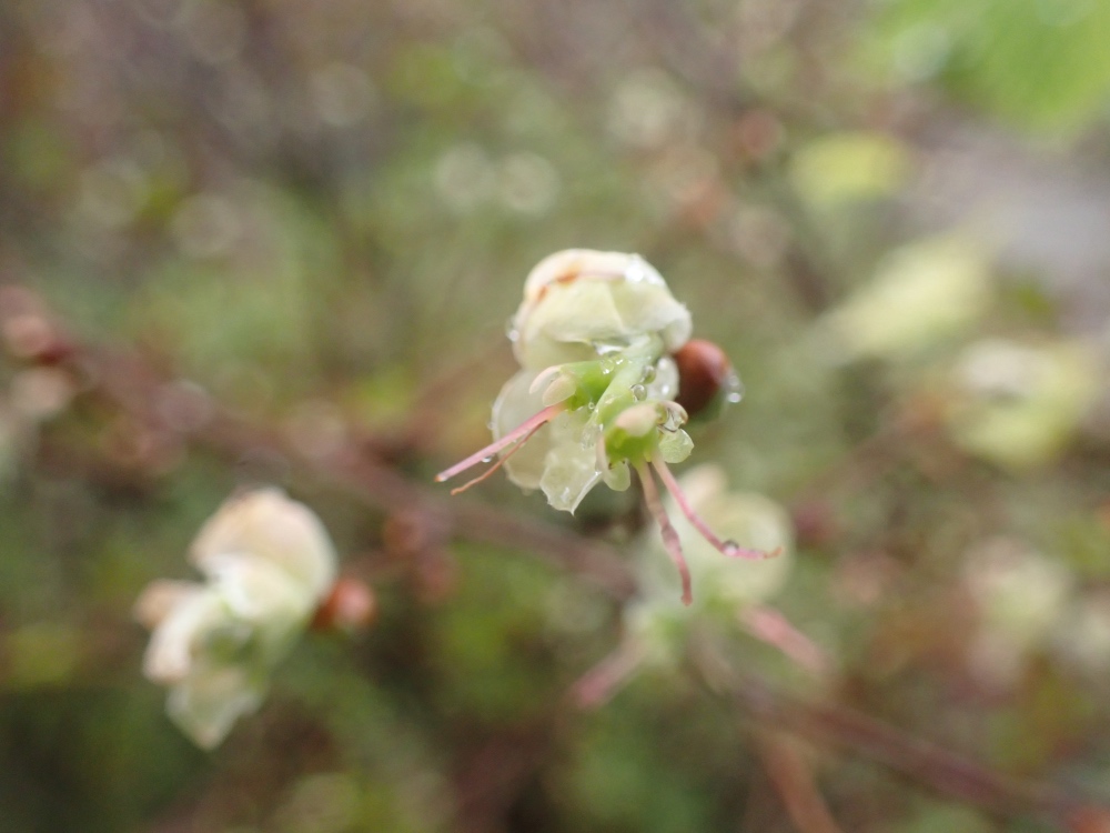 ヒュウガミズキの花の写真