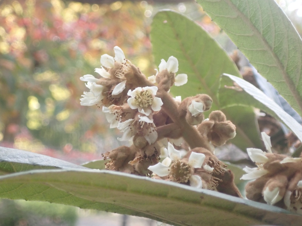 ビワの花の写真