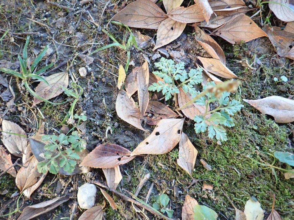 フユノハナワラビの写真