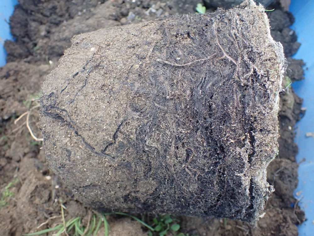 オニバスの根の写真