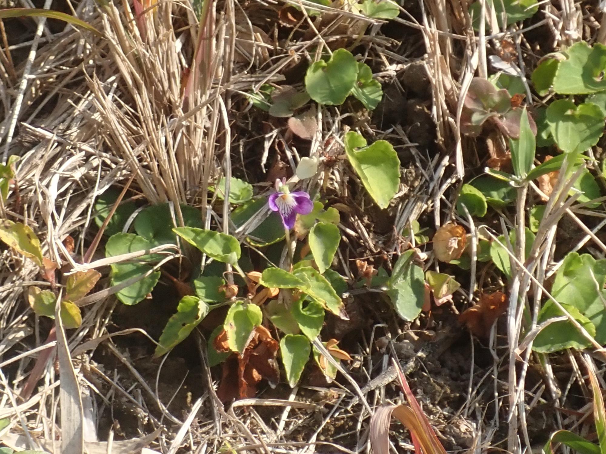 ニオイタチツボスミレの花の写真