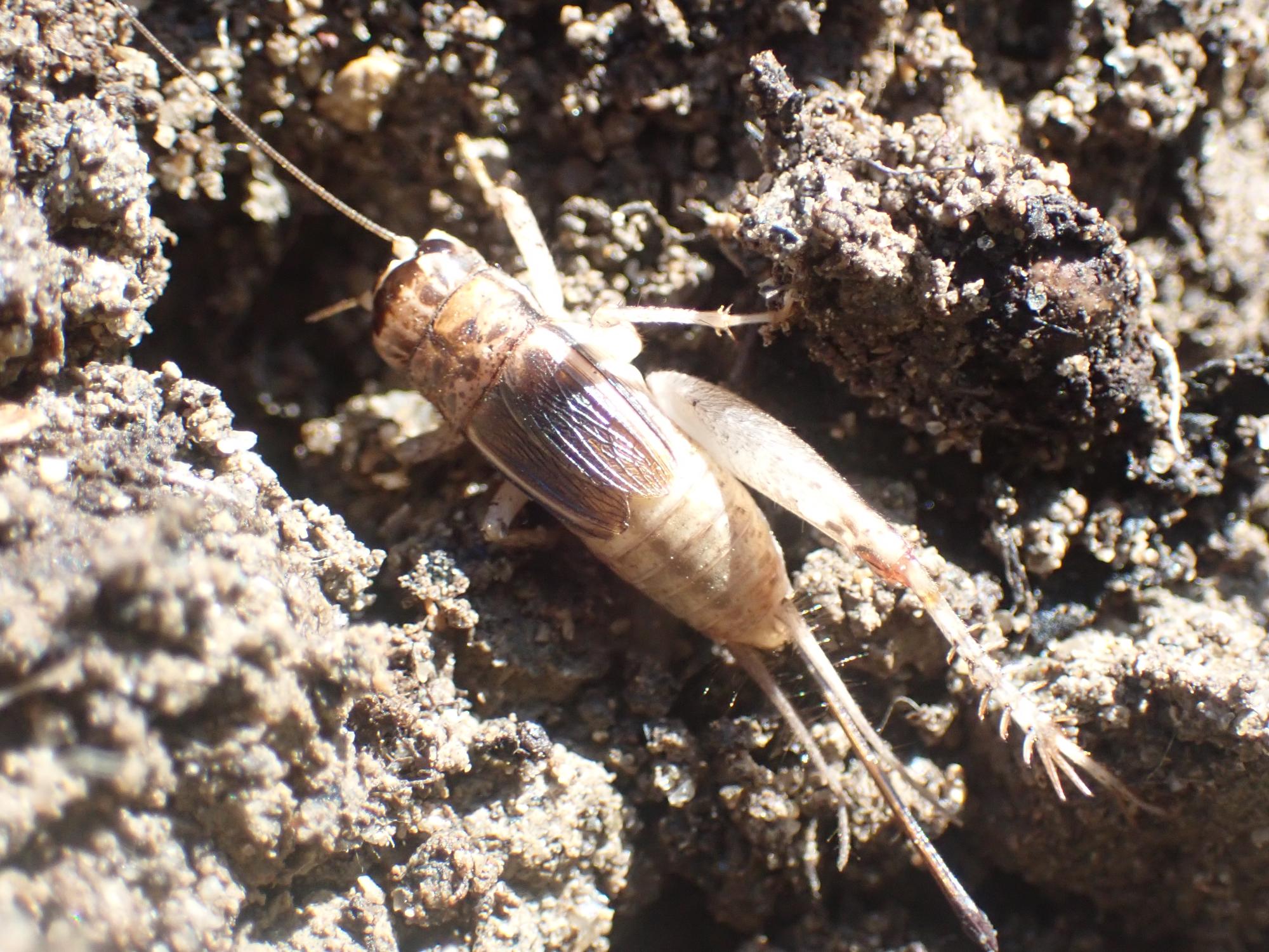コオロギの幼虫の写真